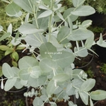 Eucalyptus Silverana (1)