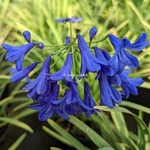 Agapanthus Flower of Love