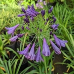 Agapanthus Poppin Purple (1)