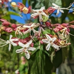 Clerodendrum trichotomum Fargesii (3)