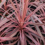 Cordyline banksii Cherry Sensation (2)