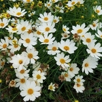 Coreopsis Star Cluster