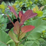 Cotinus coggygria Old Fashioned