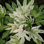 Fatsia japonica Spider Web (1)