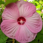 Hibiscus moscheutos Rose Clair