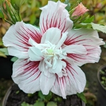 Hibiscus syriacus Starburst Chiffon