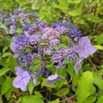 Hydrangea aspera Villosa