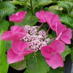 Hydrangea macrophylla Gimpel (1)