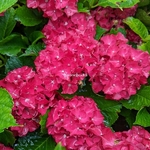 Hydrangea macrophylla Royal Red (2)