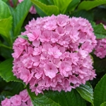 Hydrangea macrophylla Stellar