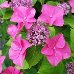 Hydrangea marcophylla Kardinal (1)
