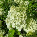 Hydrangea paniculata Hercule (1)