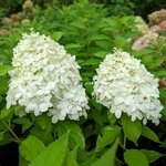 Hydrangea paniculata Little Spooky