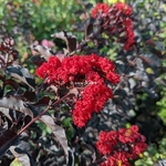 Lagerstroemia indica Black Solitaire Red Hot (6)