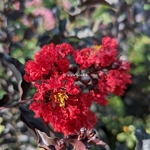 Lagerstroemia indica Black Solitaire Red Hot (5)