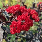 Lagerstroemia indica Black Solitaire Red Hot (7)