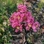 Lagerstroemia indica Black Solitaire Shell Pink