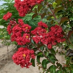 Lagerstroemia indica Dynamite (2)