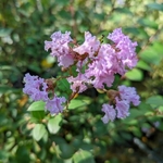 Lagertroemia indica Camaieu d'Ete (2)