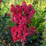 Lagerstroemia indica Double Dynamite (4)