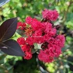 Lagerstroemia indica Double Dynamite (5)