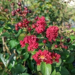 Lagerstroemia indica Dynamite (7)