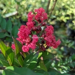 Lagerstroemia indica Enduring Red