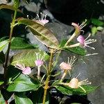 Lonicera Marinella