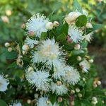 Myrtus communis (1)