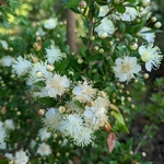 Myrtus communis (2)