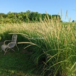 Pennisetum macrourum