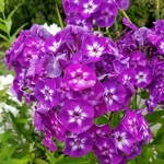 Phlox Uspekh