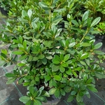 Rhododendron Repetita Red (2)