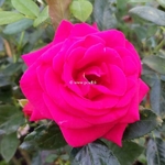 Rosa Le Grand Huit (3)