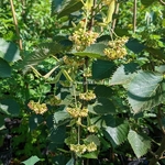 Tilia henryana (1)