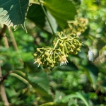 Tilia henryana (2)