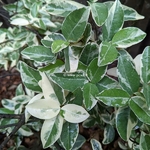 Trachelospermum jasminoides Variegatum