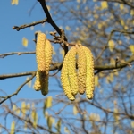 Corylus avellana (1)
