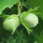 Corylus avellana (3)