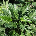 Philodendron xanadu (2)