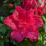 Rhododendron Repetita Red