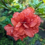 Rhododendron Repetita Coral