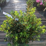 Rhododendron impeditum Azurika