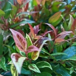 Leucothoe Color Diamond (3)