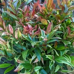 Leucothoe Color Diamond (4)
