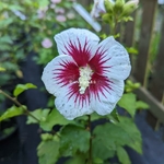 Hibiscus syriacus Red Heart (2)