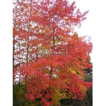 liquidambar%20styraciflua%20(1)