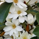 Magnolia Fairy White (3)