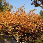 Prunus serrulata Kanzan (1)