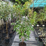 Prunus serrulata Kanzan
